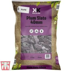 Decorative Plum Slate Aggregate -Bloom Haven Herbaceous Perennials Deals Store plum sla a