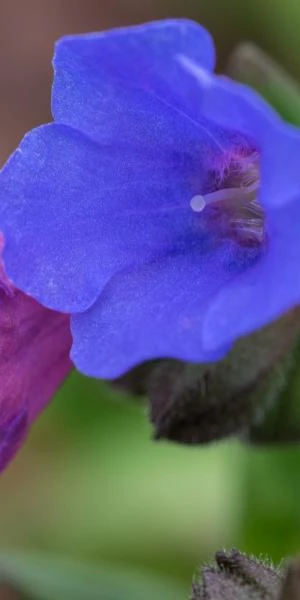 PULMONARIA 'Blue Ensign' 3 PULMONARIA 'Blue Ensign' - Image 3