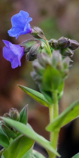 PULMONARIA 'Blue Ensign' 2 PULMONARIA 'Blue Ensign' - Image 2
