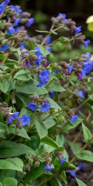 PULMONARIA 'Blue Ensign' 1 PULMONARIA 'Blue Ensign'