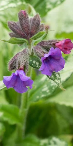 PULMONARIA 'Diana Clare' 1 PULMONARIA 'Diana Clare'