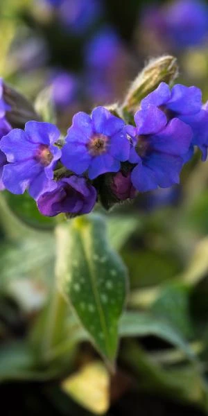 PULMONARIA 'Trevi Fountain' 1 PULMONARIA 'Trevi Fountain'
