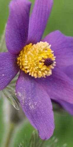 PULSATILLA Vulgaris 'Blaue Glocke' -Bloom Haven Herbaceous Perennials Deals Store pulsatilla vulgaris blaue glocke web 3311079