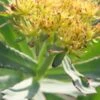 RHODIOLA Rosea