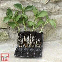 Deep Root Trainers 6 Deep Root Trainers -Bloom Haven Herbaceous Perennials Deals Store root2