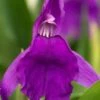 ROSCOEA Purpurea