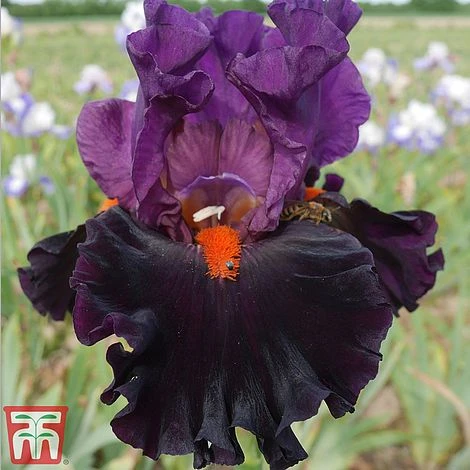 Iris Premium Collection 6 Iris Premium Collection - Image 6
