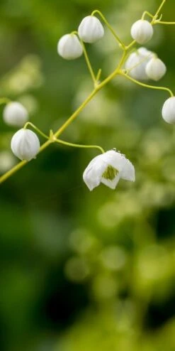 THALICTRUM 'Splendide White' ('Fr21034'PBR)
