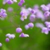THALICTRUM 'Splendide'