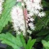 TIARELLA 'Pink Skyrocket' PBR