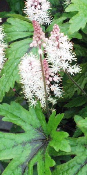 TIARELLA 'Pink Skyrocket' PBR 1 TIARELLA 'Pink Skyrocket' PBR