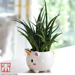 Unicorn Pot With Sanseviera 'Fernwood' Plant- Gift