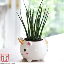 Unicorn Pot With Sanseviera 'Fernwood' Plant- Gift -Bloom Haven Herbaceous Perennials Deals Store unicron fern2