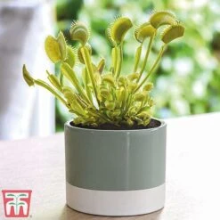 Carnivorous Plants Collection -Bloom Haven Herbaceous Perennials Deals Store venus