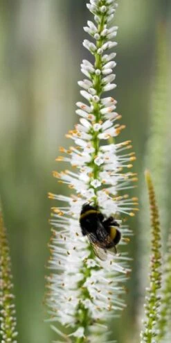 Bloom Haven Herbaceous Perennials Deals Store -Bloom Haven Herbaceous Perennials Deals Store veronicastrum virginicum album 7290247 2