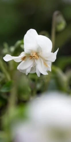 Bloom Haven Herbaceous Perennials Deals Store -Bloom Haven Herbaceous Perennials Deals Store viola conti di brazza 2200982