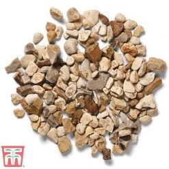 Decorative Yorkshire Cream Aggregate -Bloom Haven Herbaceous Perennials Deals Store york cre c